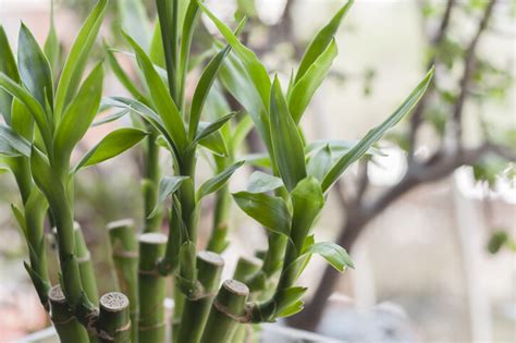 室內假植物風水|風水植物｜不只富貴竹！7款招財/招桃花植物推介+不 